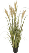 Pianta Pennisetus C/vaso H.115 Cm Bianchi Dino Giardino e giardinaggio/Piante semi e bulbi/Piante da interno/Felci Loft Uno di Casa - Catania, Commerciovirtuoso.it