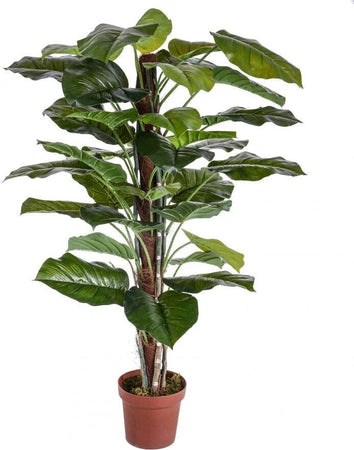 Pianta Pothos C/tutore 125 Cm C/vaso Bianchi Dino Giardino e giardinaggio/Piante semi e bulbi/Piante da interno/Alberi Loft Uno di Casa - Catania, Commerciovirtuoso.it