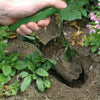 Piantatore Veloce Bulbi Semi Piante Piantine Giardino A Molla Professionale Articoli da Giardino > Attrezzi da giardino > Utensili da giardino Trade Shop italia - Napoli, Commerciovirtuoso.it