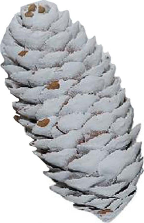 Pigna per albero di natale 300 g decorazione natalizia da 8 cm Casa e cucina/Decorazioni per interni/Addobbi e decorazioni per ricorrenze/Decorazioni natalizie/Addobbi e decorazioni/Palle e palline MagiediNatale.it - Altamura, Commerciovirtuoso.it