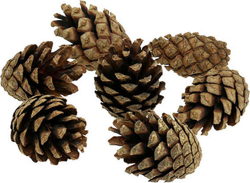 Pigne naturali decorazione Natalizie per ghirlande ed alberi di natale 80 g Casa e cucina/Decorazioni per interni/Addobbi e decorazioni per ricorrenze/Decorazioni natalizie/Oggettistica MagiediNatale.it - Altamura, Commerciovirtuoso.it