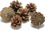Pigne naturali stabilizzate da 5 cm per decorazioni natalizie, in scatola da 63 pz Casa e cucina/Decorazioni per interni/Addobbi e decorazioni per ricorrenze/Decorazioni natalizie/Oggettistica MagiediNatale.it - Altamura, Commerciovirtuoso.it