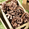 Pigne naturali stabilizzate da 5 cm per decorazioni natalizie, in scatola da 63 pz Casa e cucina/Decorazioni per interni/Addobbi e decorazioni per ricorrenze/Decorazioni natalizie/Oggettistica MagiediNatale.it - Altamura, Commerciovirtuoso.it