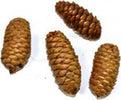Pigne naturali stabilizzate in confezione da 80 gr per decorazioni natalizie Casa e cucina/Decorazioni per interni/Addobbi e decorazioni per ricorrenze/Decorazioni natalizie/Oggettistica MagiediNatale.it - Altamura, Commerciovirtuoso.it