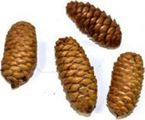 Pigne naturali stabilizzate in confezione da 80 gr per decorazioni natalizie Casa e cucina/Decorazioni per interni/Addobbi e decorazioni per ricorrenze/Decorazioni natalizie/Oggettistica MagiediNatale.it - Altamura, Commerciovirtuoso.it
