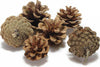 Pigne naturali stabilizzate per decorazioni natalizie, in sacchetto da 600 gr Casa e cucina/Decorazioni per interni/Addobbi e decorazioni per ricorrenze/Decorazioni natalizie/Oggettistica MagiediNatale.it - Altamura, Commerciovirtuoso.it