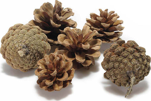 Pigne naturali stabilizzate per decorazioni natalizie, in sacchetto da 600 gr Casa e cucina/Decorazioni per interni/Addobbi e decorazioni per ricorrenze/Decorazioni natalizie/Oggettistica MagiediNatale.it - Altamura, Commerciovirtuoso.it