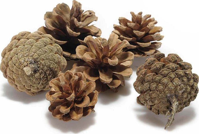 Pigne naturali stabilizzate per decorazioni natalizie, in sacchetto da 600 gr Casa e cucina/Decorazioni per interni/Addobbi e decorazioni per ricorrenze/Decorazioni natalizie/Oggettistica MagiediNatale.it - Altamura, Commerciovirtuoso.it