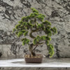 Bonsai pianta artificiale, con vaso incluso, decorazione per interno ed esterno
