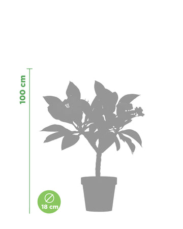 Plumeria "Mini White" gialla-bianca (Frangipani, Pomelia)