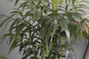 Pianta artificiale Kenzia da interno ed esterno decorazione moderna con vaso h 150 cm