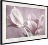 Poster-Pastel-Tulips-I