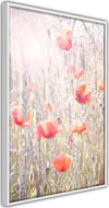 Poster-Poppies