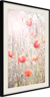 Poster-Poppies
