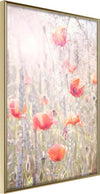 Poster-Poppies
