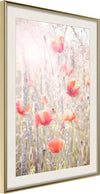 Poster-Poppies