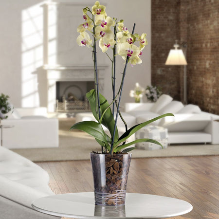 Vaso cilindro "Orchidea Clear" da esterno e giardino per piante e fiori