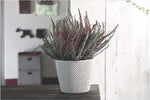 Prosperplast-Vaso-Piante-Tondo-SPLOFY-Bianco
