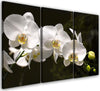 Quadri-Quadro-Multipannello-Fiore-di-orchidea-bianca