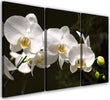 Quadri-Quadro-Multipannello-Fiore-di-orchidea-bianca