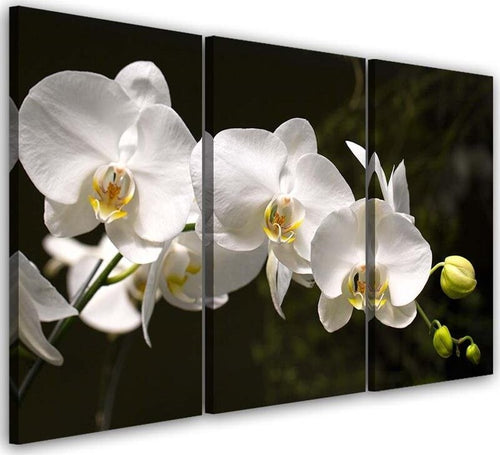 Quadri-Quadro-Multipannello-Fiore-di-orchidea-bianca