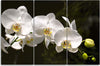 Quadri-Quadro-Multipannello-Fiore-di-orchidea-bianca