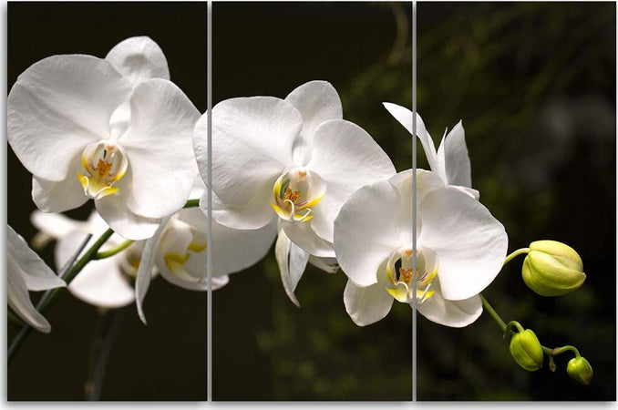 Quadri-Quadro-Multipannello-Fiore-di-orchidea-bianca