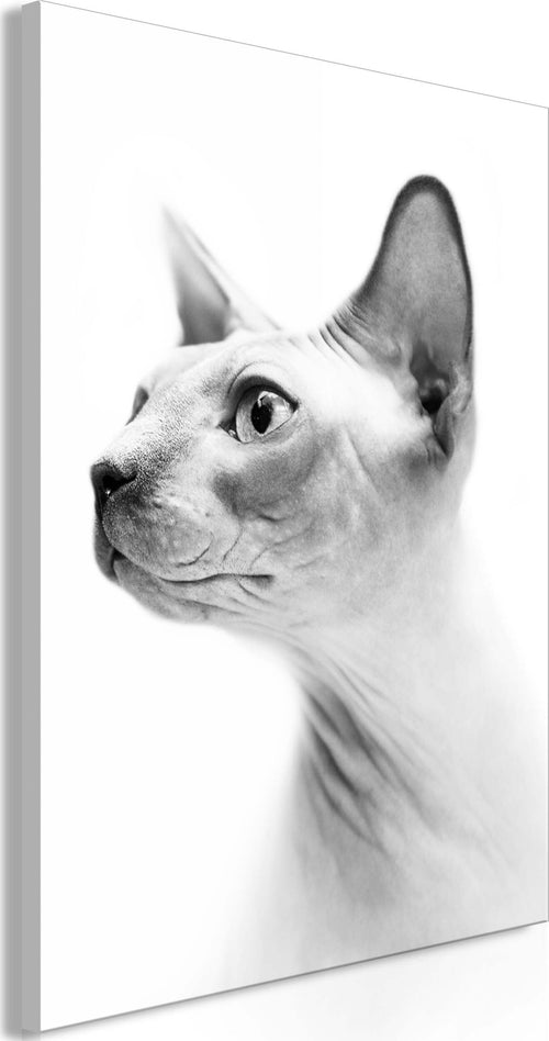 Quadro-Hairless-Cat-(1-Part)-Vertical