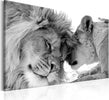 Quadro-Lion's-Love