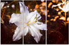 Quadro-su-tela-3-pannelli,-Lily-bianco-su-uno-sfondo-marrone
