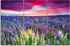 Quadro-su-tela-3-pezzi-Campo-di-lavanda-Natura