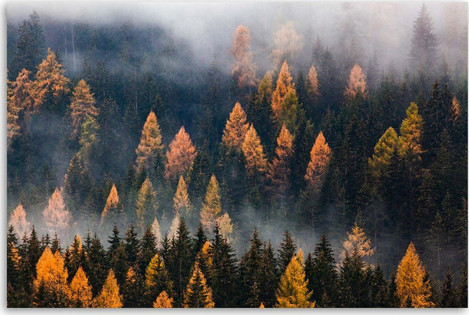 Quadro-su-tela,-Alberi-autunnali