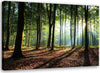 Quadro-su-tela,-Alberi-della-foresta-Raggi-di-sole