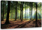 Quadro-su-tela,-Alberi-della-foresta-Raggi-di-sole