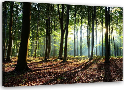 Quadro-su-tela,-Alberi-della-foresta-Raggi-di-sole