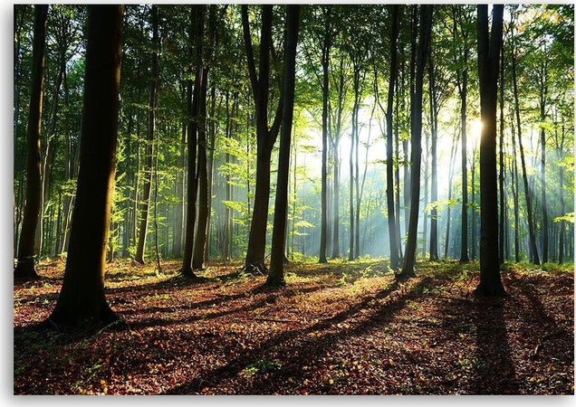 Quadro-su-tela,-Alberi-della-foresta-Raggi-di-sole