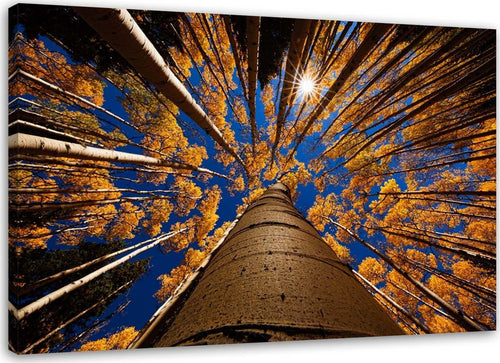 Quadro-su-tela,-Alberi-Foresta-Paesaggio