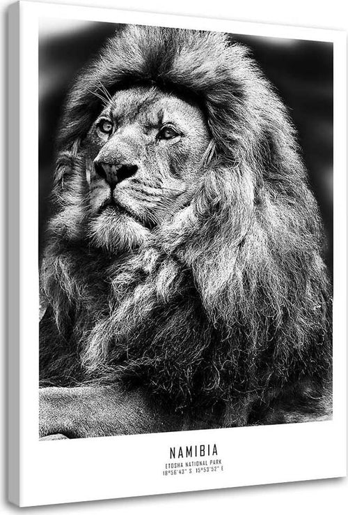 Quadro-su-tela,-Animali-Africa-Lion