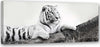 Quadro-su-tela,-Animali-tigre-Africa
