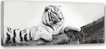 Quadro-su-tela,-Animali-tigre-Africa