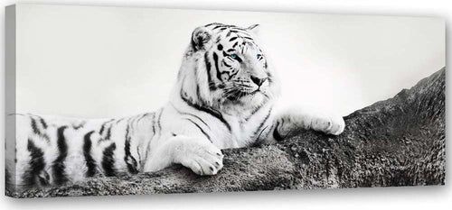 Quadro-su-tela,-Animali-tigre-Africa