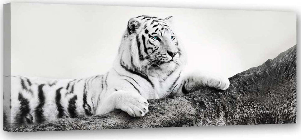 Quadro-su-tela,-Animali-tigre-Africa