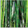 Quadro-su-tela,-Bamboo-verde