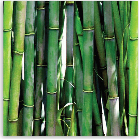 Quadro-su-tela,-Bamboo-verde