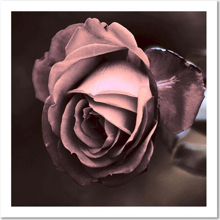 Quadro-su-tela,-Bellissimo-fiore-di-rosa-rosa