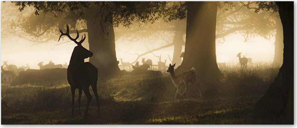 Quadro-su-tela,-Cervo-nella-foresta-nebbia-marrone