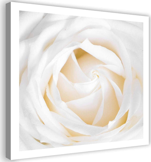 Quadro-su-tela,-Delicata-rosa-bianca
