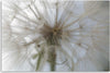 Quadro-su-tela,-Dente-di-leone-su-scala-macro