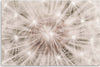 Quadro-su-tela,-Dentelione-fiori-natura-macro