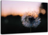 Quadro-su-tela,-Denti-di-leone-al-tramonto